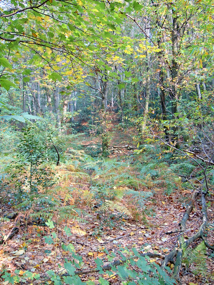 Brovello-Carpugnino (Verbano-Cusio-Ossola, Italy) - Autumn woods